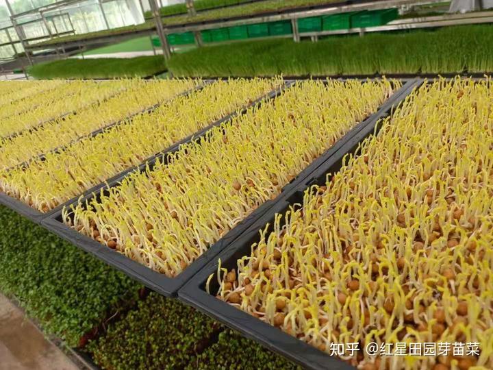 富硒蔬菜种子批发(批发蔬菜种子富硒多少钱)-硒宝网