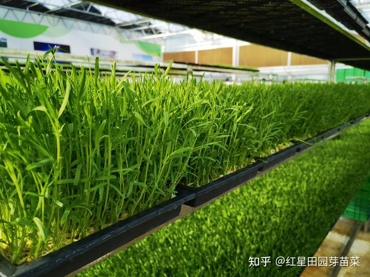 富硒蔬菜种子批发(批发蔬菜种子富硒多少钱)-硒宝网