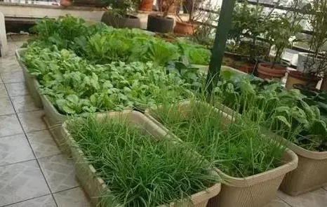 富硒有机蔬菜种植(怎样种植富硒蔬菜)-硒宝网