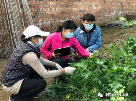 做富硒蔬菜怎么样(富硒蔬菜怎么种植)-硒宝网