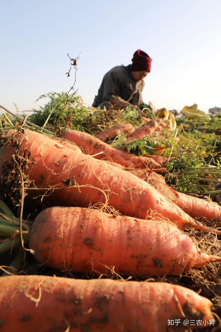 富硒蔬菜种植发展(蔬菜种植富硒发展趋势)-硒宝网