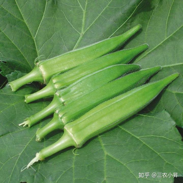 富硒蔬菜种植发展(蔬菜种植富硒发展趋势)-硒宝网