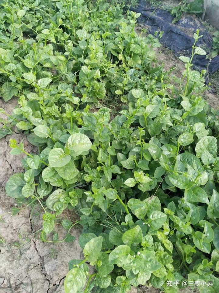 富硒蔬菜种植发展(蔬菜种植富硒发展趋势)-硒宝网