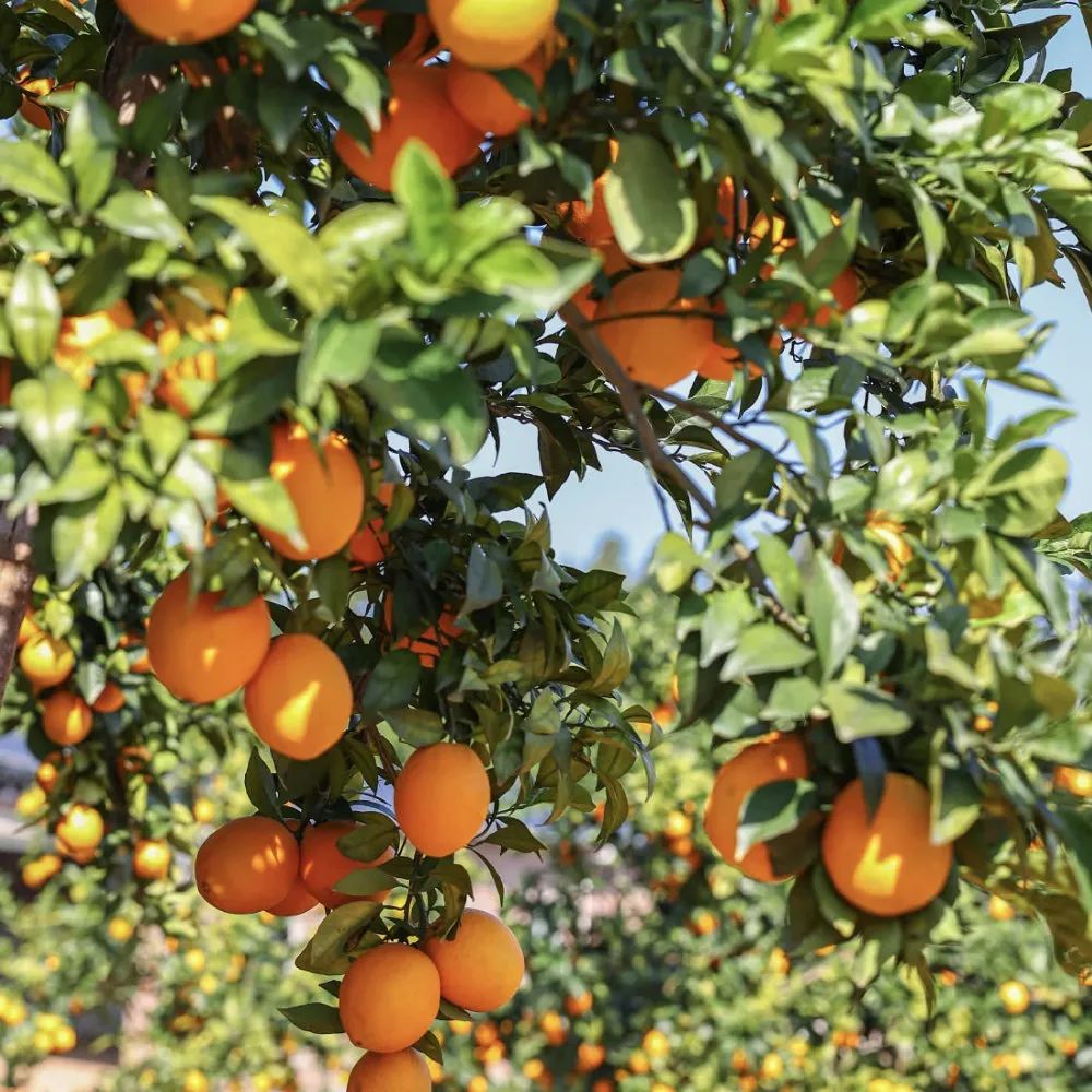 富硒蔬菜保鲜期长（蔬菜保鲜期长富硒的原因）-硒宝网