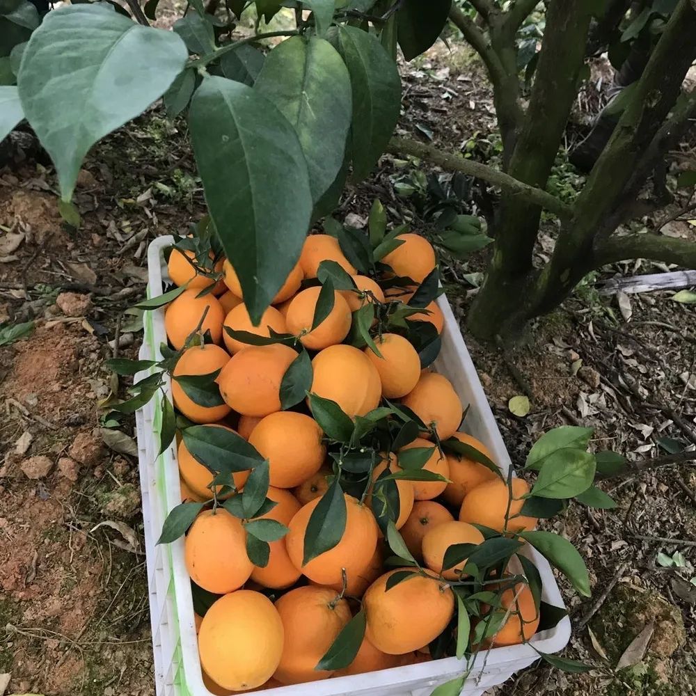 富硒蔬菜保鲜期长（蔬菜保鲜期长富硒的原因）-硒宝网