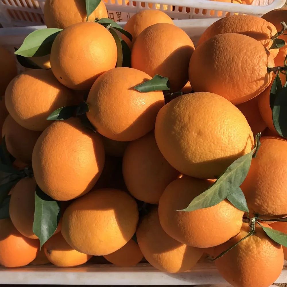 富硒蔬菜保鲜期长（蔬菜保鲜期长富硒的原因）-硒宝网