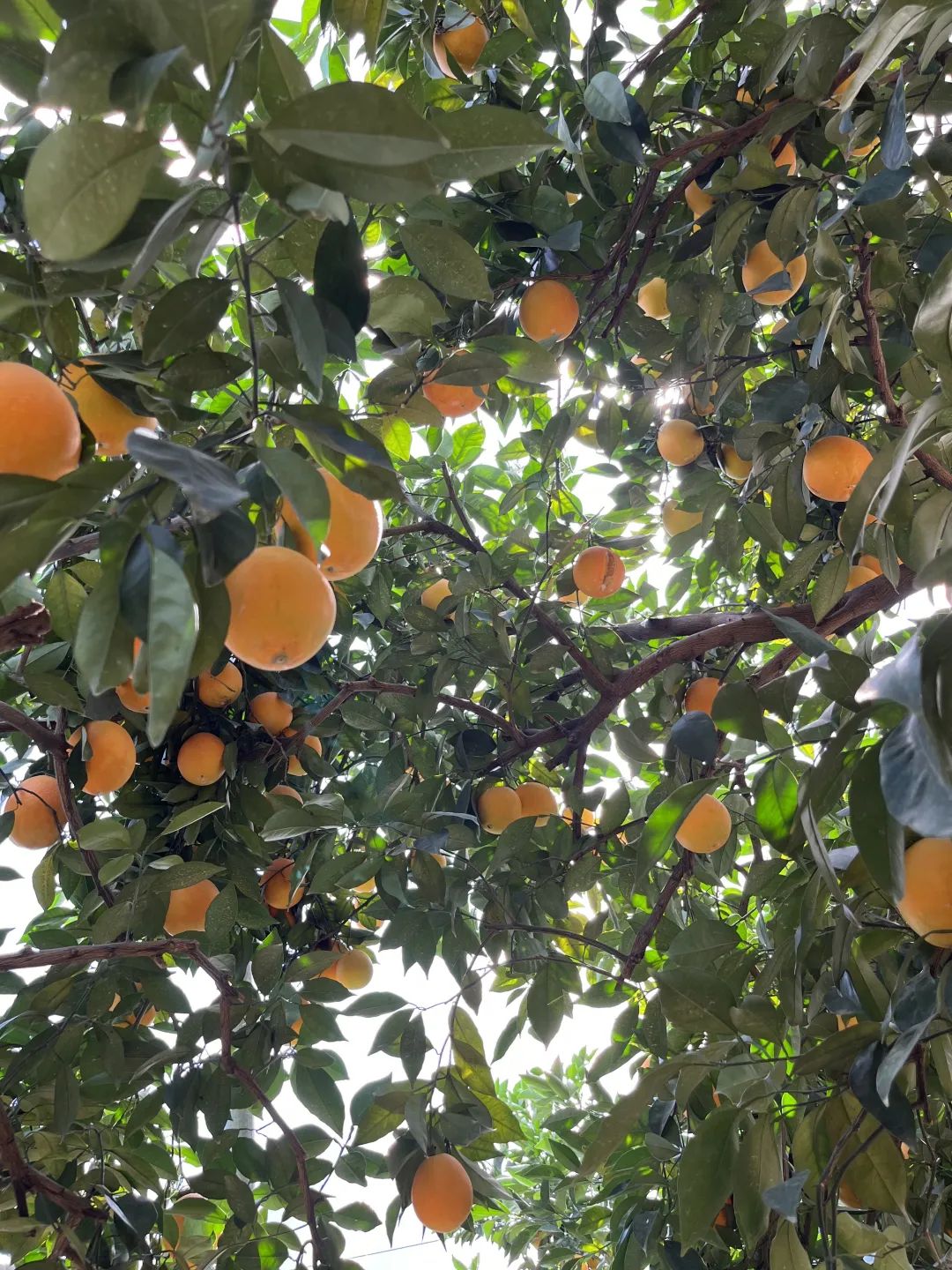 富硒蔬菜保鲜期长（蔬菜保鲜期长富硒的原因）-硒宝网