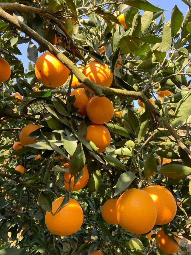 富硒蔬菜保鲜期长（蔬菜保鲜期长富硒的原因）-硒宝网