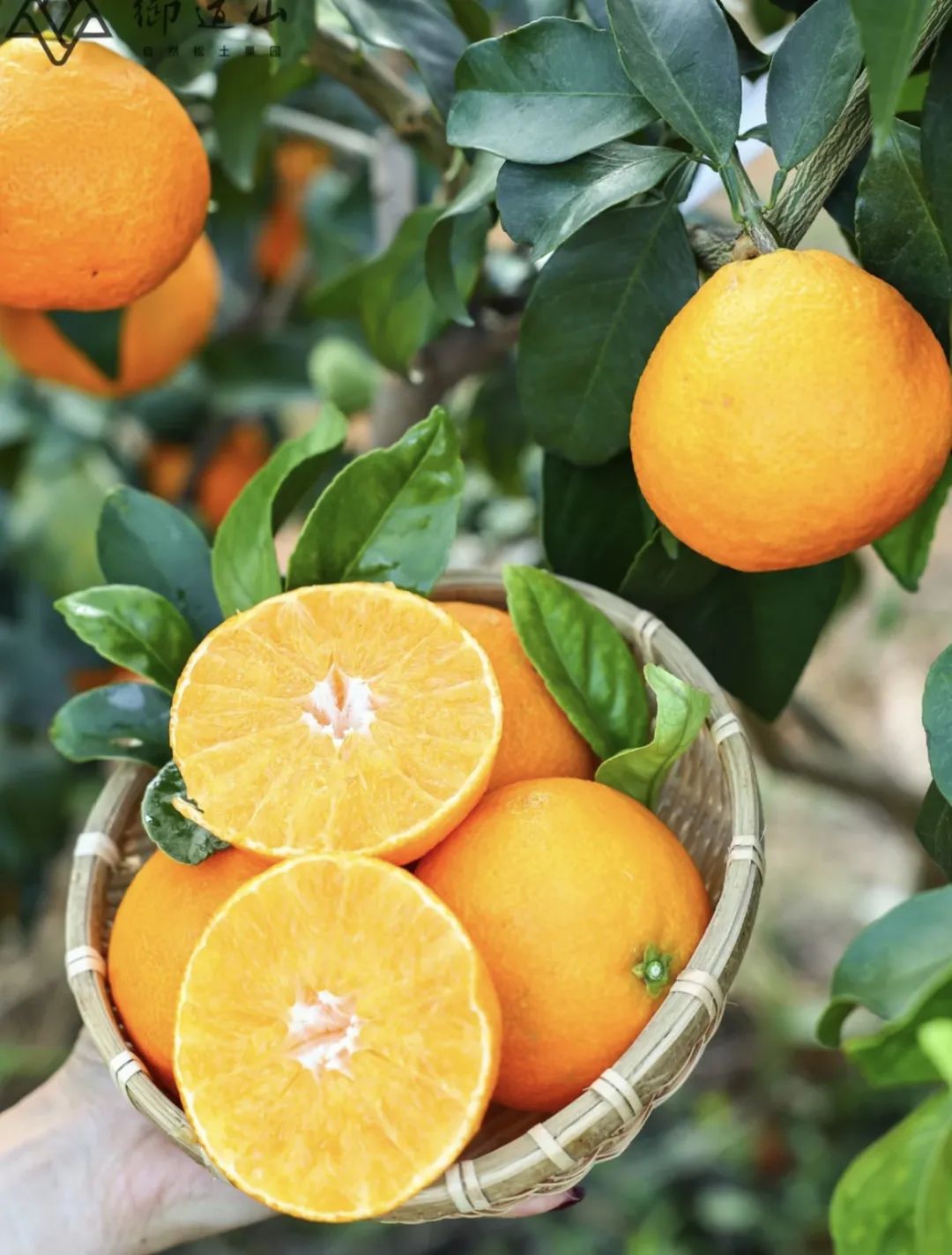 富硒蔬菜保鲜期长（蔬菜保鲜期长富硒的原因）-硒宝网