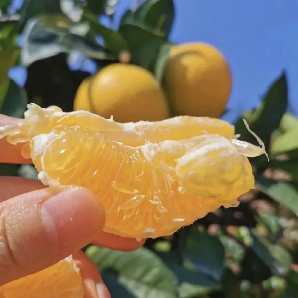 富硒蔬菜保鲜期长（蔬菜保鲜期长富硒的原因）-硒宝网