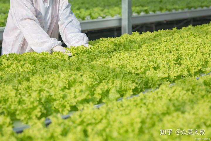 富硒蔬菜无土栽培(土壤富硒土地适合种什么)-硒宝网