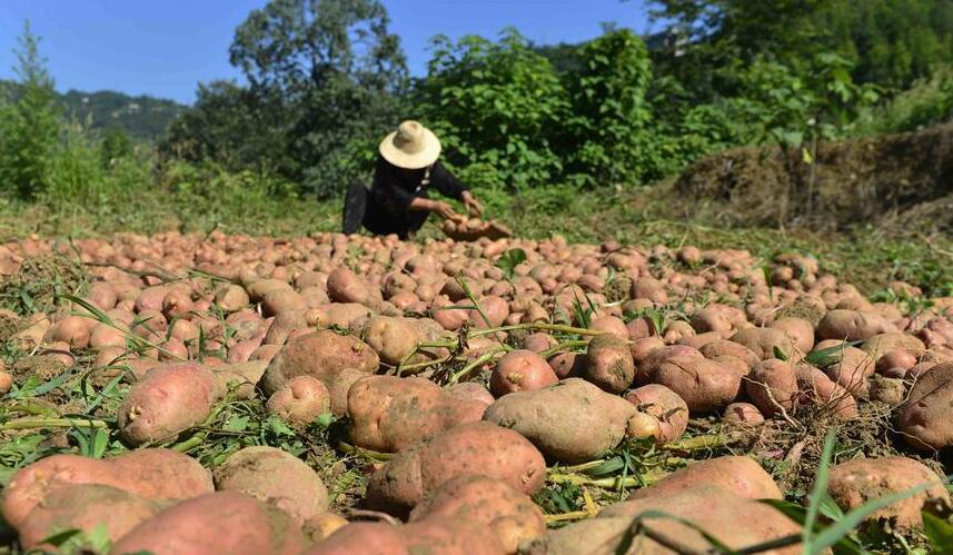 富硒蔬菜水果品种(富硒的水果蔬菜有哪些)-硒宝网