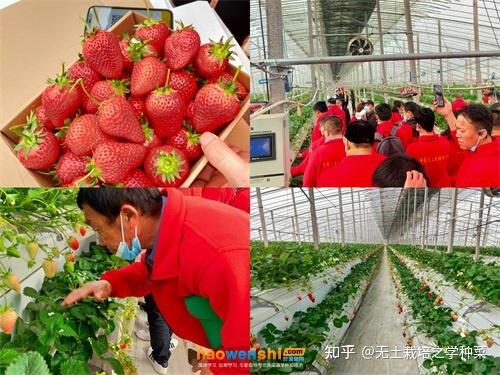 富硒蔬菜无土栽培(土壤含富硒)-硒宝网