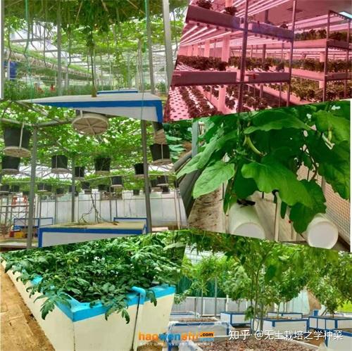 富硒蔬菜无土栽培(土壤含富硒)-硒宝网