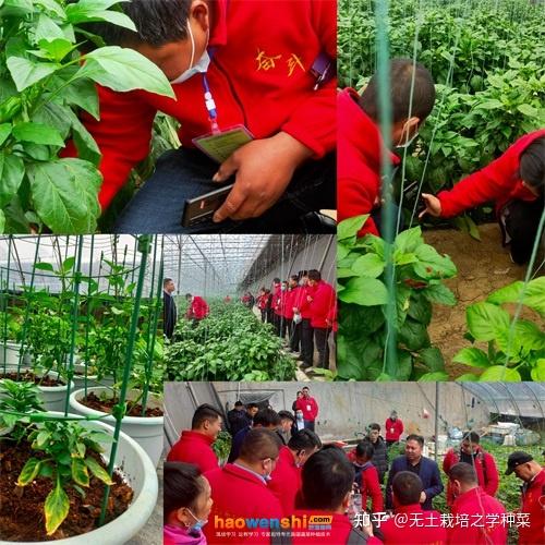 富硒蔬菜无土栽培(土壤含富硒)-硒宝网