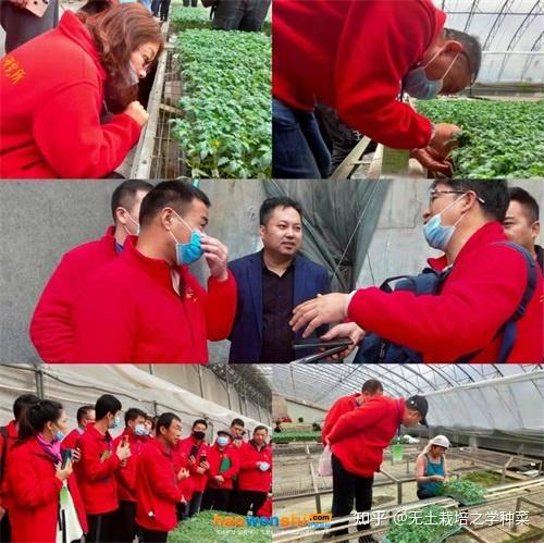 富硒蔬菜无土栽培(土壤含富硒)-硒宝网