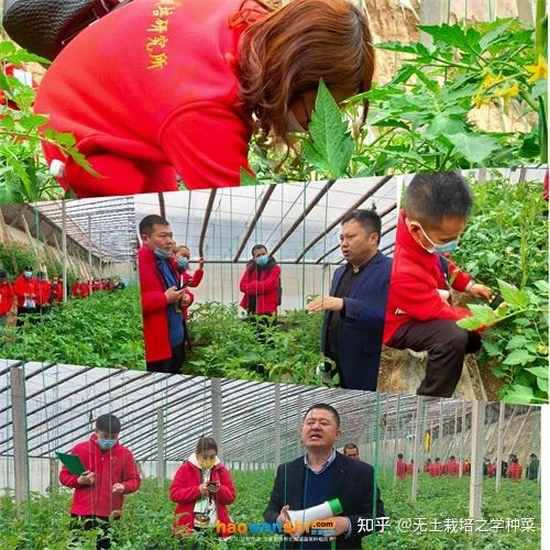 富硒蔬菜无土栽培(土壤含富硒)-硒宝网