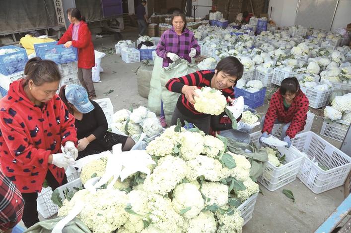 万亩富硒绿色蔬菜（富硒蔬菜的好处）-硒宝网