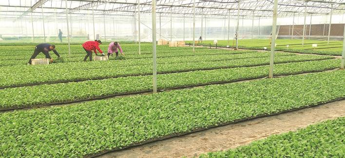 万亩富硒绿色蔬菜（富硒蔬菜的好处）-硒宝网