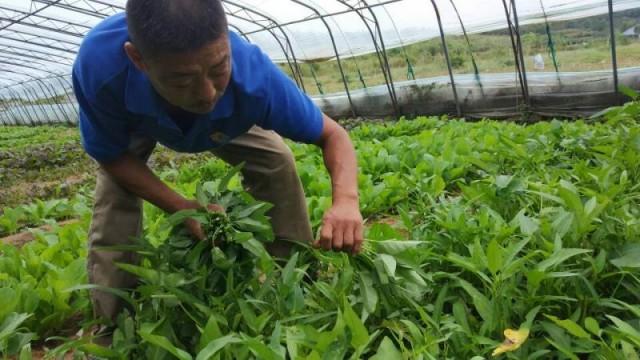 富硒蔬菜价格行情(富硒蔬菜多少钱一斤)-硒宝网