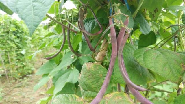 富硒蔬菜价格行情(富硒蔬菜多少钱一斤)-硒宝网