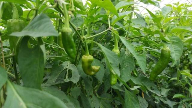 富硒蔬菜价格行情(富硒蔬菜多少钱一斤)-硒宝网