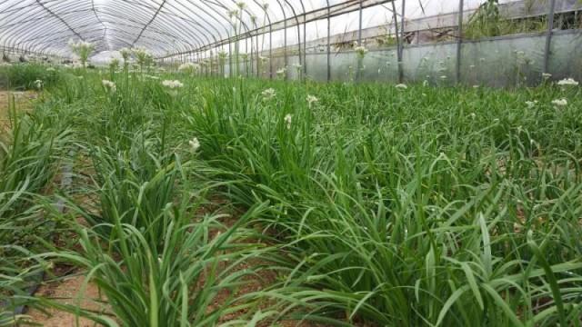 富硒蔬菜价格行情(富硒蔬菜多少钱一斤)-硒宝网