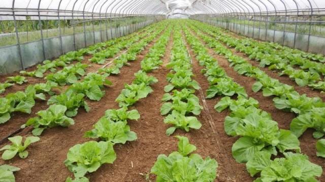 富硒蔬菜价格行情(富硒蔬菜多少钱一斤)-硒宝网