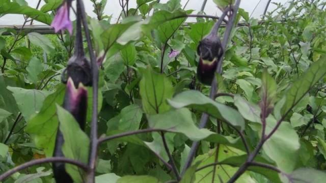 富硒蔬菜价格行情(富硒蔬菜多少钱一斤)-硒宝网