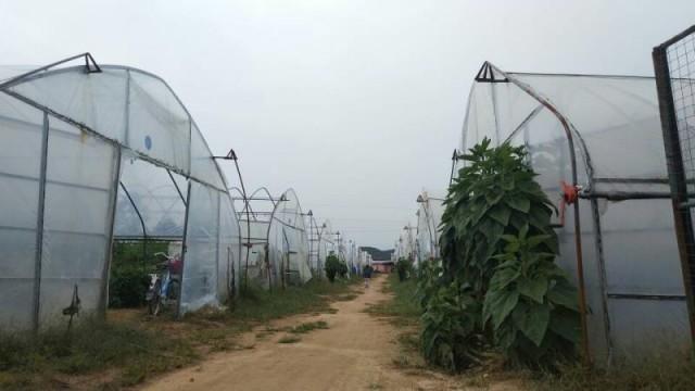 富硒蔬菜价格行情(富硒蔬菜多少钱一斤)-硒宝网