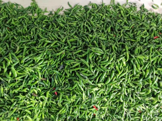 富硒蔬菜种植基地(富硒地种的菜真那么值钱吗)-硒宝网