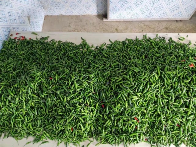 富硒蔬菜种植基地(富硒地种的菜真那么值钱吗)-硒宝网