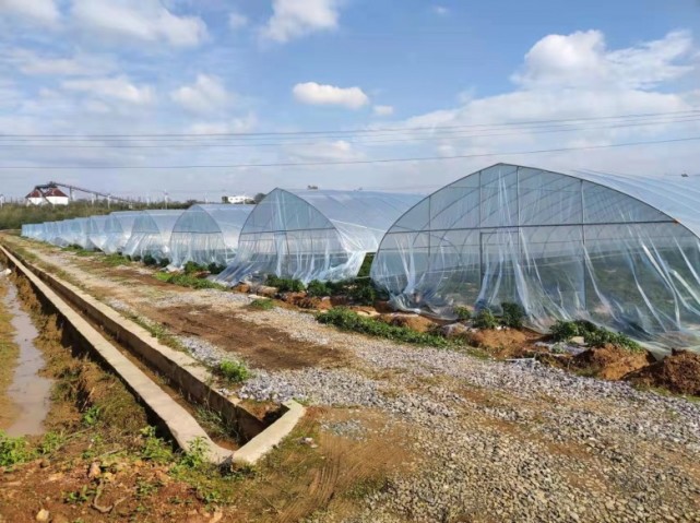 富硒蔬菜种植基地(富硒地种的菜真那么值钱吗)-硒宝网