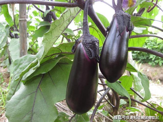 富硒蔬菜商标名称（蔬菜商标名称大全）-硒宝网