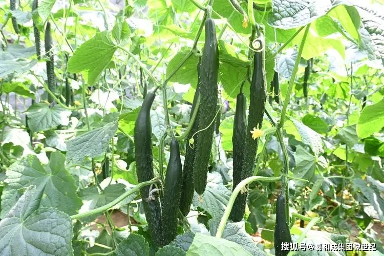 富硒蔬菜商标名称（蔬菜商标名称大全）-硒宝网