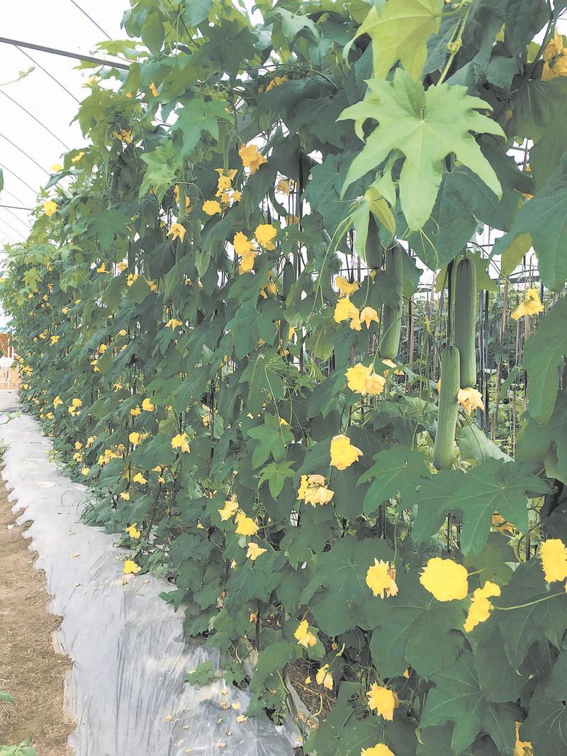 四川富硒蔬菜基地（四川富硒地区）-硒宝网