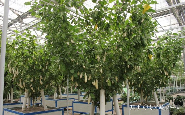 富硒蔬菜无土栽培（富硒蔬菜为什么不能喷洒叶面肥）-硒宝网