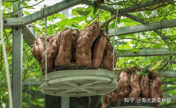 富硒蔬菜无土栽培（富硒蔬菜为什么不能喷洒叶面肥）-硒宝网