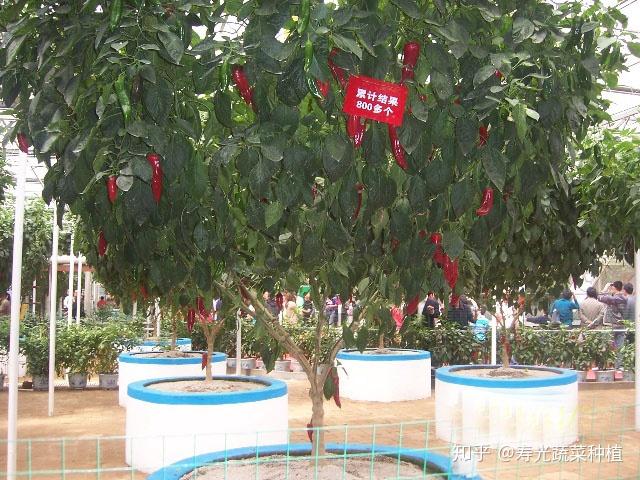 富硒蔬菜无土栽培（富硒蔬菜为什么不能喷洒叶面肥）-硒宝网