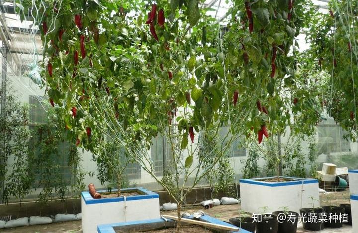 富硒蔬菜无土栽培（富硒蔬菜为什么不能喷洒叶面肥）-硒宝网