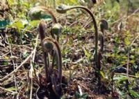 于都富硒特产水果（于都富硒大米）-硒宝网