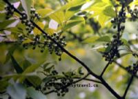 于都富硒特产水果（于都富硒大米）-硒宝网