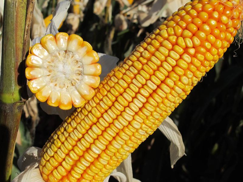 富硒蔬菜栽培技术(栽培蔬菜富硒技术视频)-硒宝网