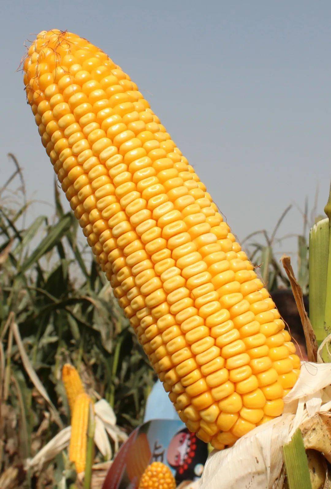 富硒蔬菜栽培技术(栽培蔬菜富硒技术视频)-硒宝网