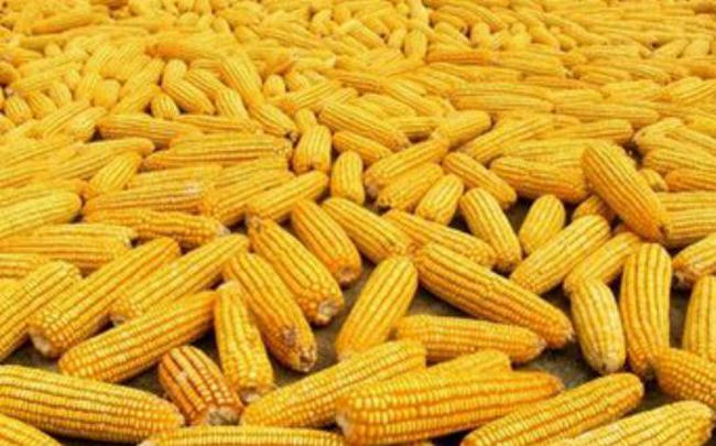 富硒蔬菜栽培技术(栽培蔬菜富硒技术视频)-硒宝网