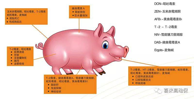 水果玉米含富硒吗(玉米水果含富硒吗)-硒宝网