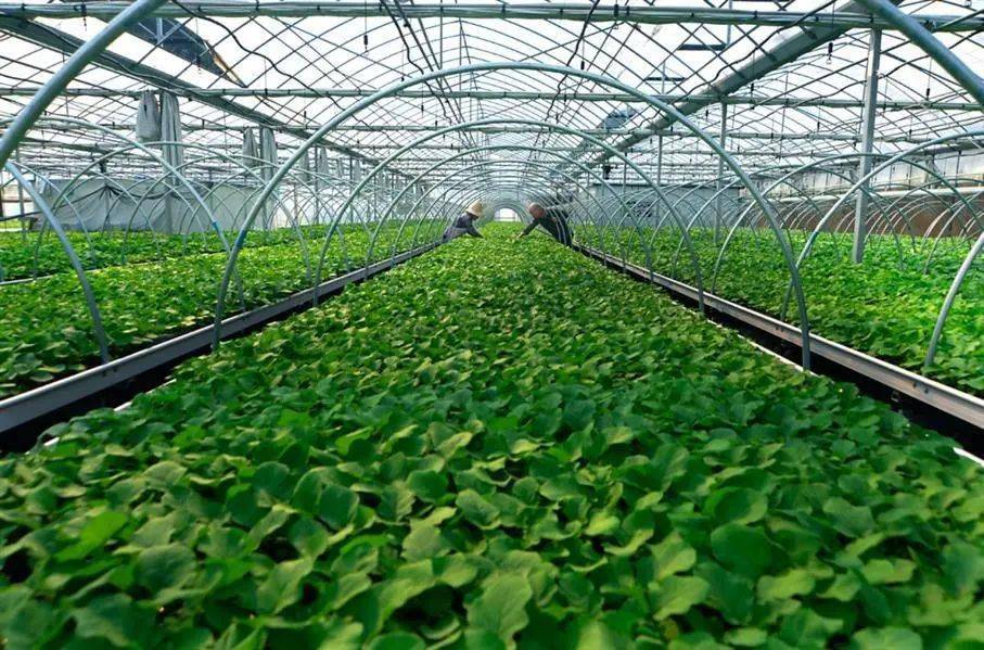 富硒蔬菜商标名称(富硒蔬菜含硒标准)-硒宝网