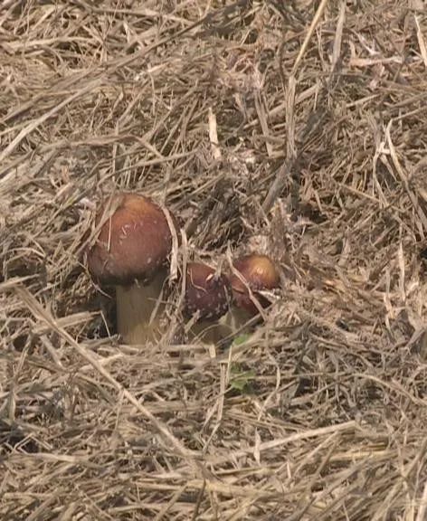 富硒蔬菜保鲜期长(蔬菜长期保鲜怎么处理)-硒宝网