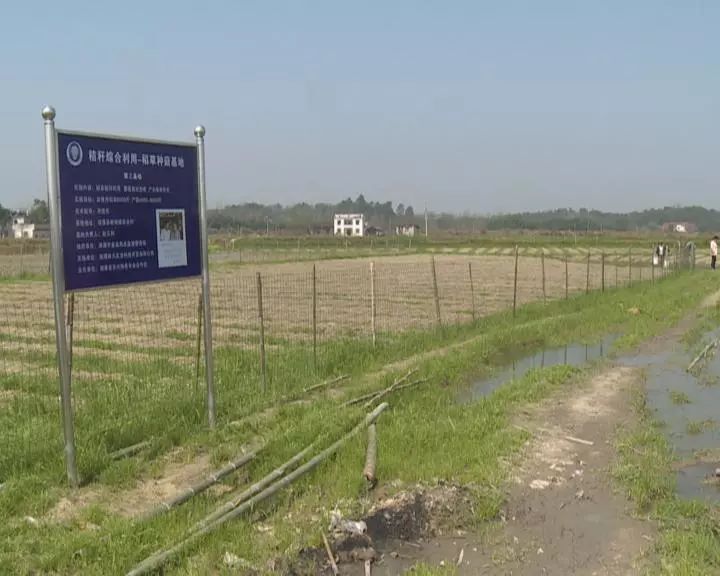 富硒蔬菜保鲜期长(蔬菜长期保鲜怎么处理)-硒宝网