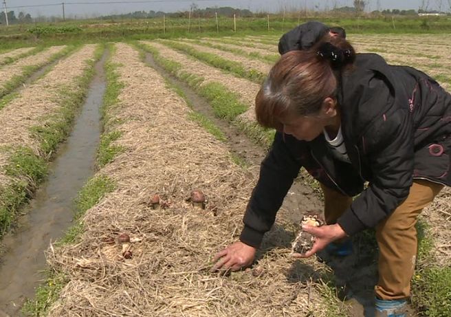 富硒蔬菜保鲜期长(蔬菜长期保鲜怎么处理)-硒宝网